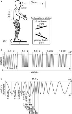 Somatosensory Influence on Platform-Induced Translational Vestibulo-Ocular Reflex in Vertical Direction in Humans